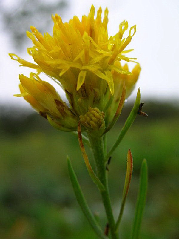 Galatella linosyris (=Aster linosyris) / Spilli d''oro